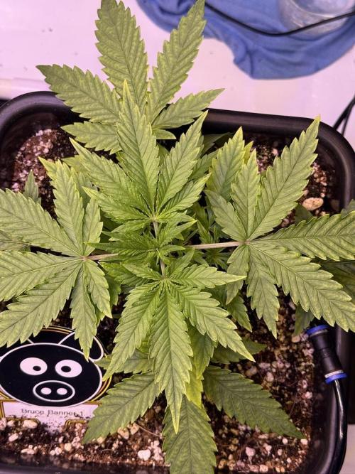 Bruce Banner 3- Autopot v Airpots. Week 4 - BB1-Day 22
