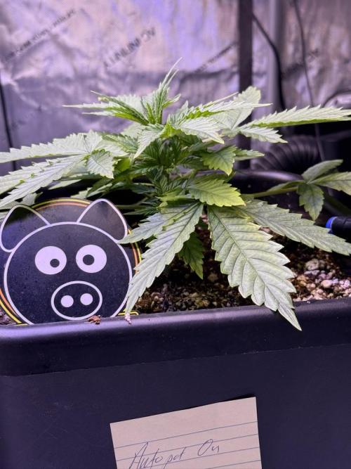 Bruce Banner 3- Autopot v Airpots. Week 4 - BB1-Day 22