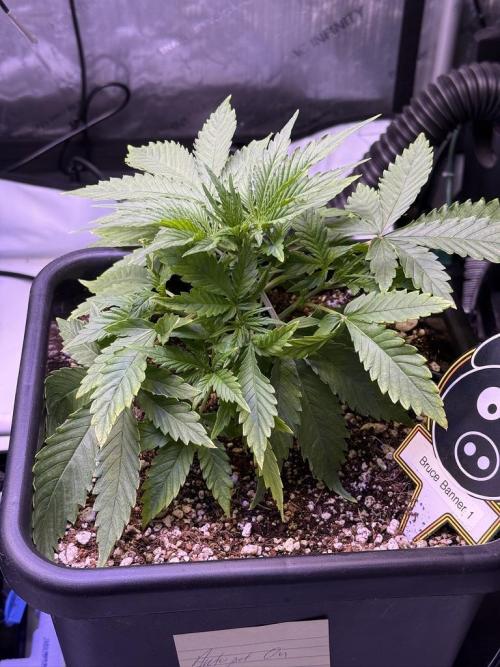 Bruce Banner 3- Autopot v Airpots. Week 4 - BB1-Day 24