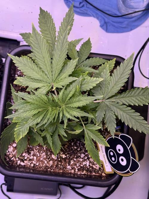 Bruce Banner 3- Autopot v Airpots. Week 4 - BB1-Day 24