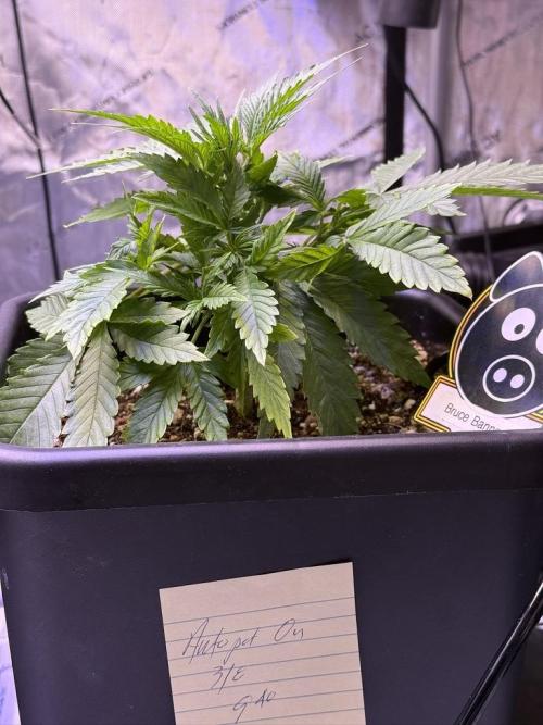Bruce Banner 3- Autopot v Airpots. Week 4 - BB1-Day 24