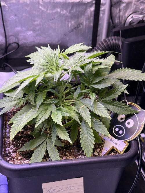 Bruce Banner 3- Autopot v Airpots. Week 4 - BB1-Day 26
