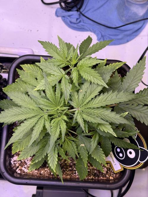 Bruce Banner 3- Autopot v Airpots. Week 4 - BB1-Day 26