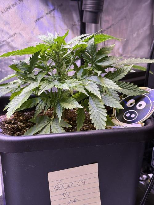 Bruce Banner 3- Autopot v Airpots. Week 4 - BB1-Day 26