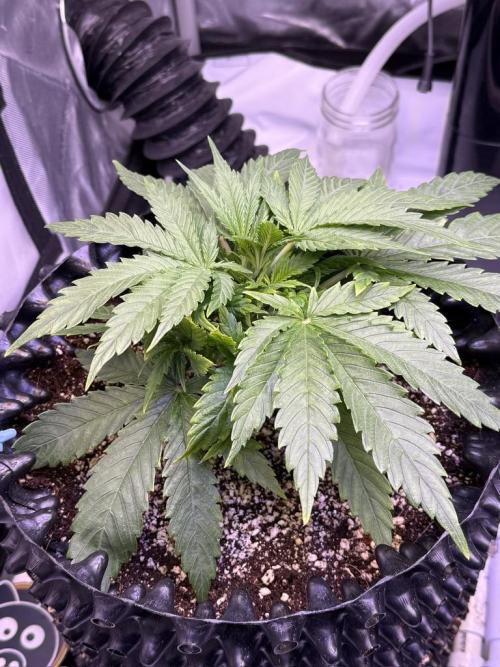 Bruce Banner 3- Autopot v Airpots. Week 4 - BB2-Day 22