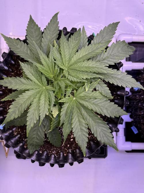 Bruce Banner 3- Autopot v Airpots. Week 4 - BB2-Day 22