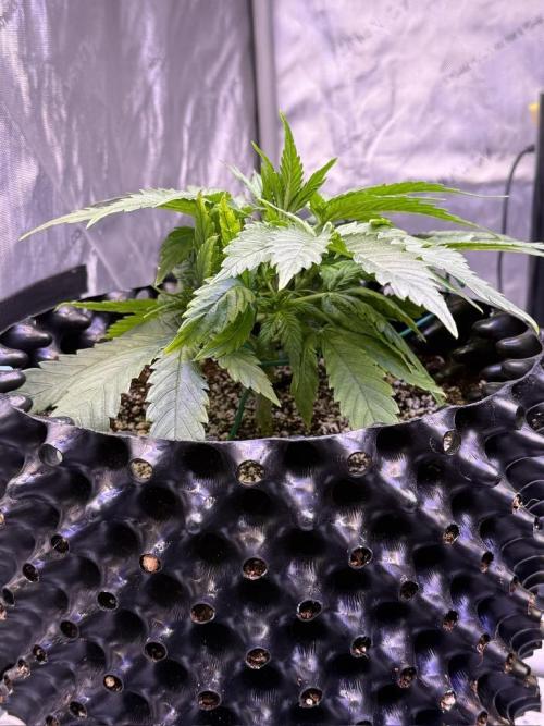 Bruce Banner 3- Autopot v Airpots. Week 4 - BB2-Day 22