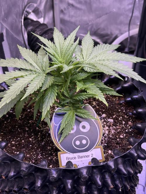 Bruce Banner 3- Autopot v Airpots. Week 4 - BB2-Day 23