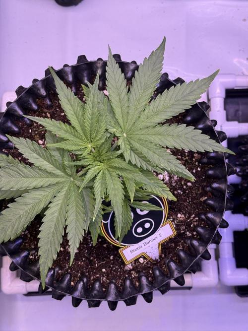 Bruce Banner 3- Autopot v Airpots. Week 4 - BB2-Day 23