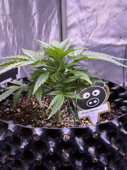 Bruce Banner 3- Autopot v Airpots. Week 4 - BB2-Day 23