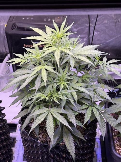 Jack Herer Auto. Week 6 - Day 38