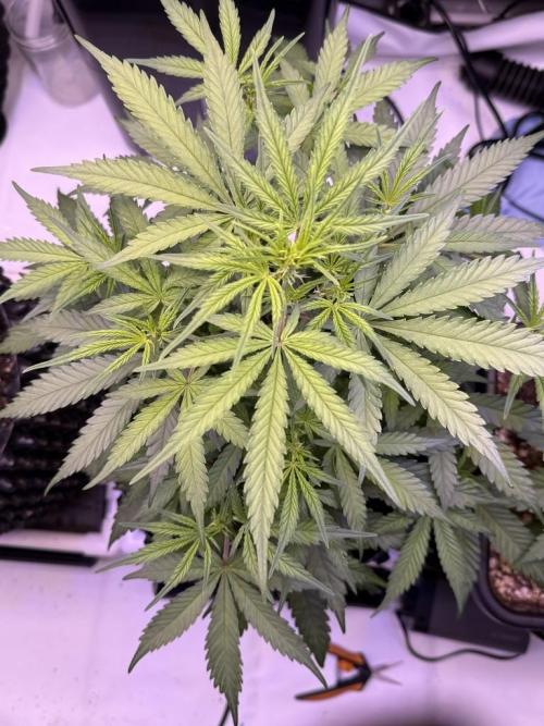 Jack Herer Auto. Week 6 - Day 38