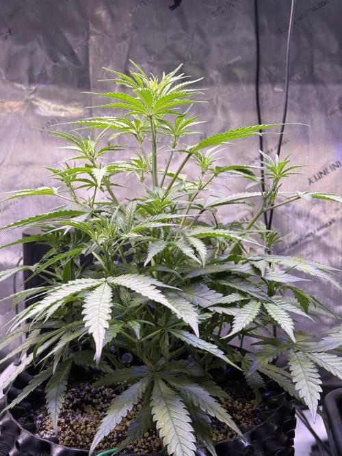 Jack Herer Auto. Week 6 - Day 38
