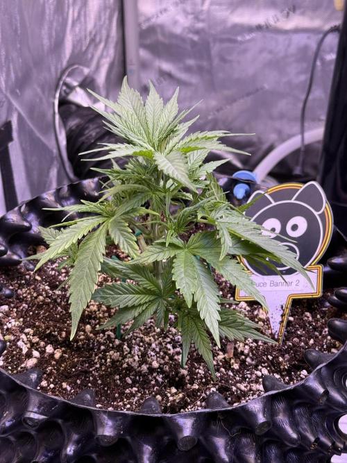 Bruce Banner 3- Autopot v Airpots. Week 4 - BB2-Day 26