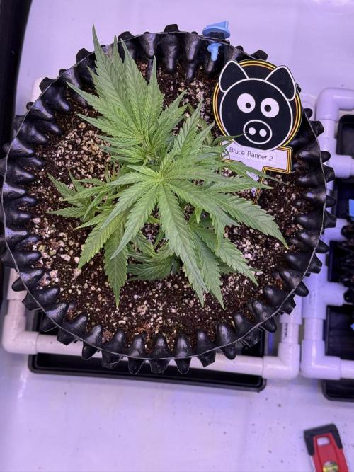 Bruce Banner 3- Autopot v Airpots. Week 4 - BB2-Day 26
