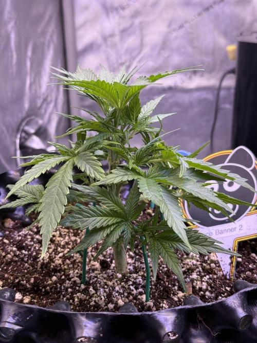 Bruce Banner 3- Autopot v Airpots. Week 4 - BB2-Day 26