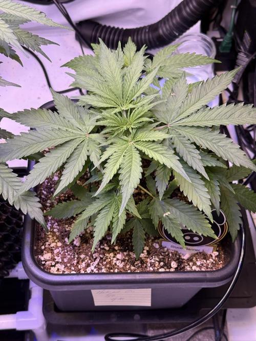 Bruce Banner 3- Autopot v Airpots. Week 4 - BB1-Day 28