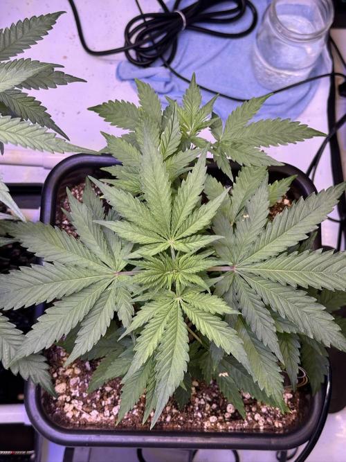 Bruce Banner 3- Autopot v Airpots. Week 4 - BB1-Day 28