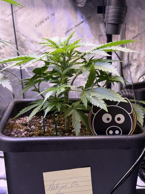 Bruce Banner 3- Autopot v Airpots. Week 4 - BB1-Day 28