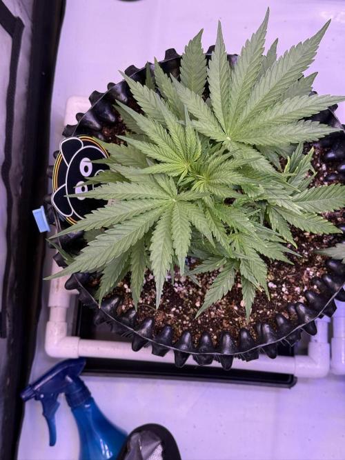 Bruce Banner 3- Autopot v Airpots. Week 4 - BB2-Day 28