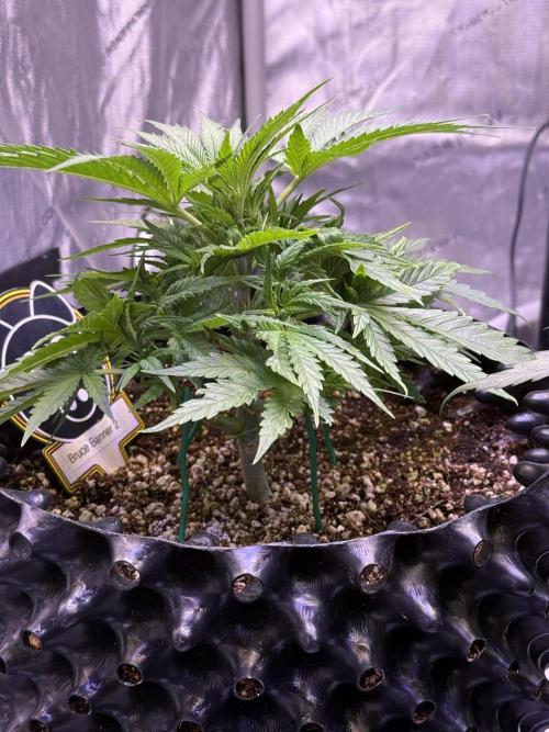 Bruce Banner 3- Autopot v Airpots. Week 4 - BB2-Day 28