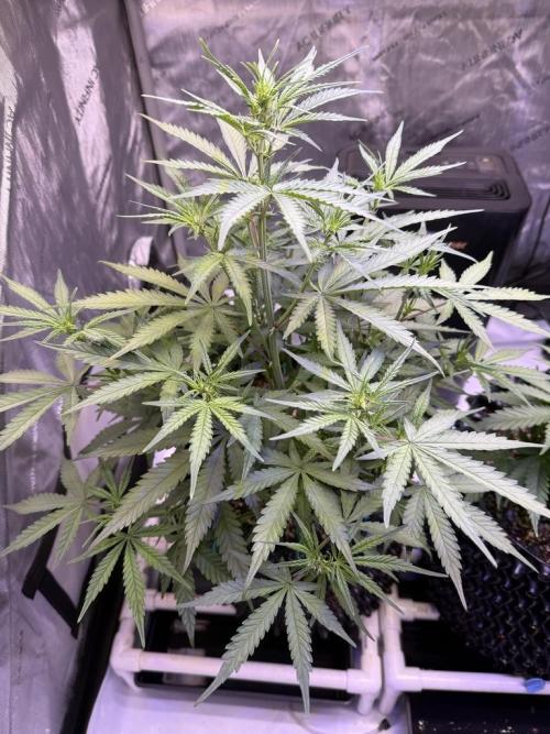 Jack Herer Auto. Week 6 - Day 40