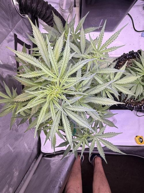 Jack Herer Auto. Week 6 - Day 40