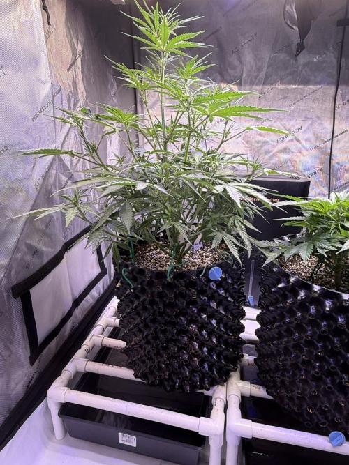 Jack Herer Auto. Week 6 - Day 40