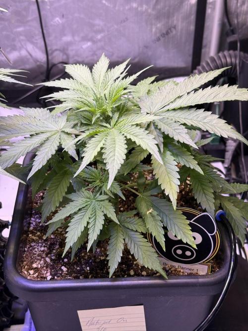 Bruce Banner 3- Autopot v Airpots. Week 5 - BB1-Day 29