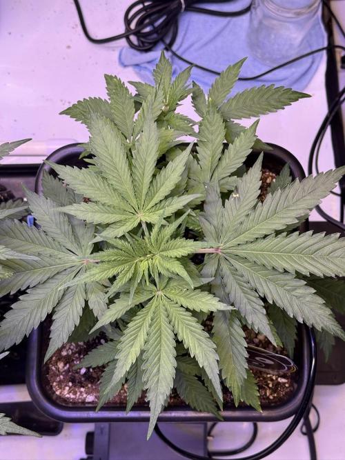Bruce Banner 3- Autopot v Airpots. Week 5 - BB1-Day 29