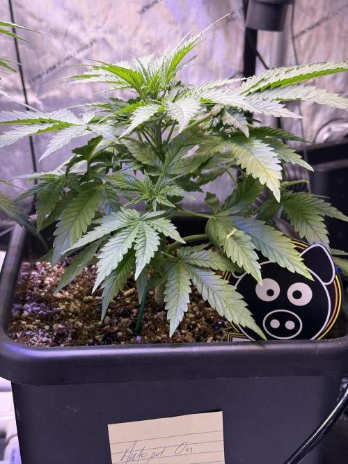 Bruce Banner 3- Autopot v Airpots. Week 5 - BB1-Day 29