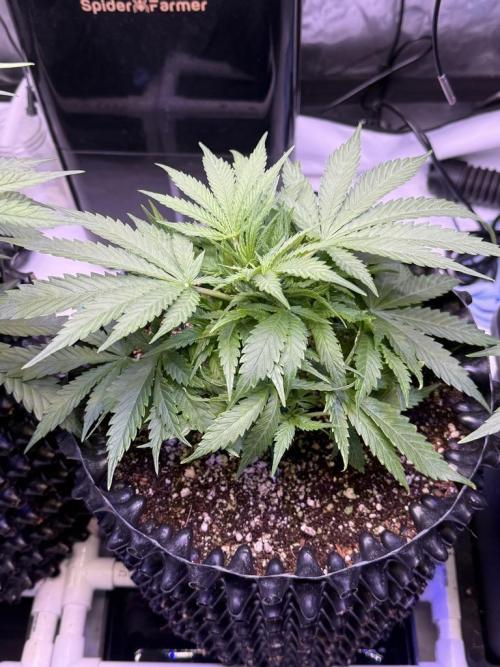 Bruce Banner 3- Autopot v Airpots. Week 5 - BB2-Day 29