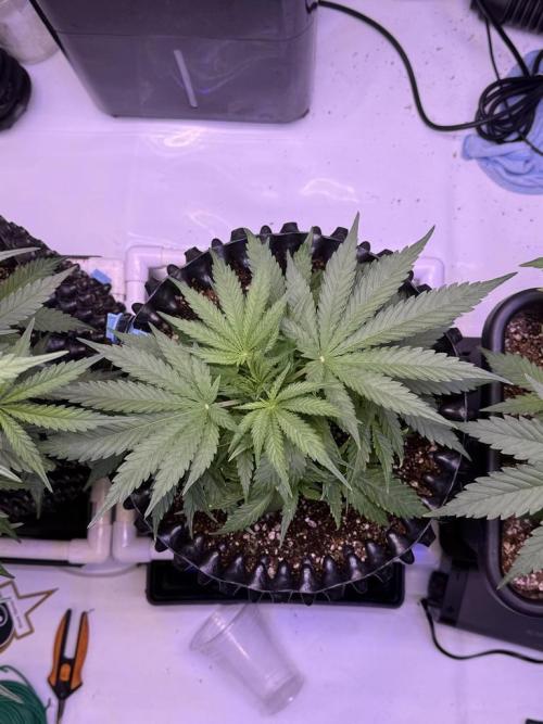 Bruce Banner 3- Autopot v Airpots. Week 5 - BB2-Day 29