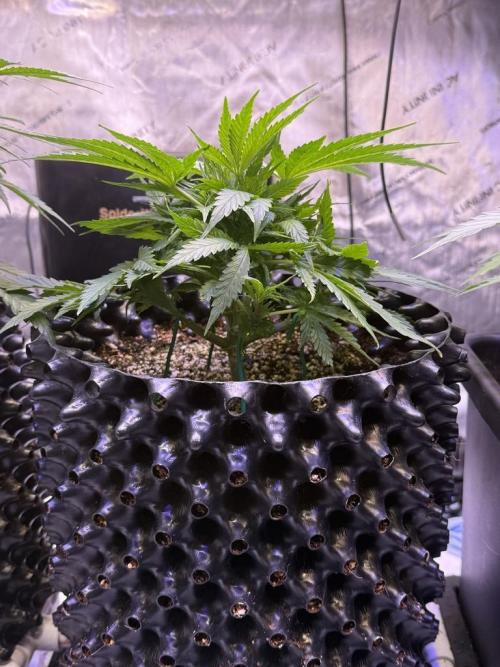 Bruce Banner 3- Autopot v Airpots. Week 5 - BB2-Day 29