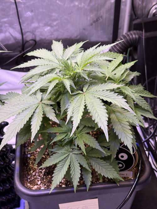 Bruce Banner 3- Autopot v Airpots. Week 5 - BB1-Day 31