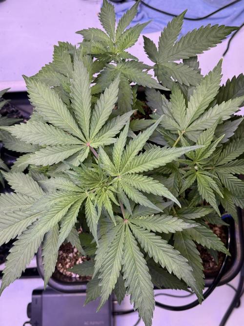 Bruce Banner 3- Autopot v Airpots. Week 5 - BB1-Day 31