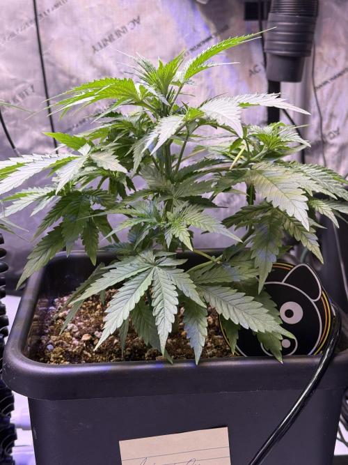 Bruce Banner 3- Autopot v Airpots. Week 5 - BB1-Day 31