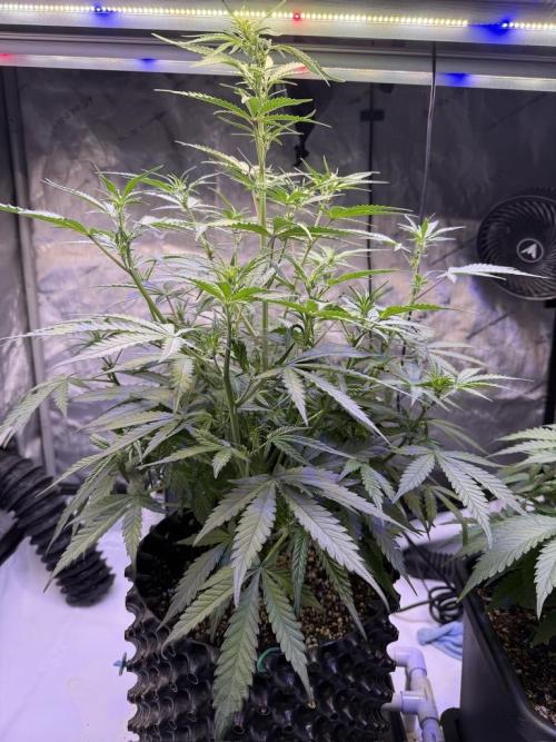 Jack Herer Auto. Week 6 - Day 42