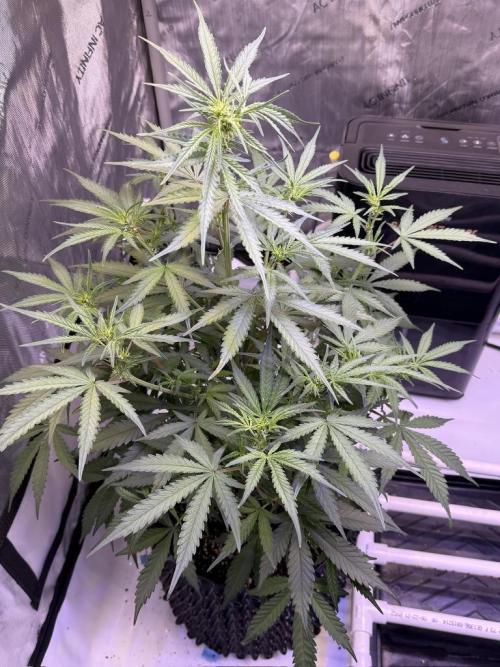 Jack Herer Auto. Week 6 - Day 42
