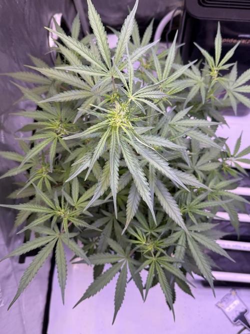 Jack Herer Auto. Week 6 - Day 42