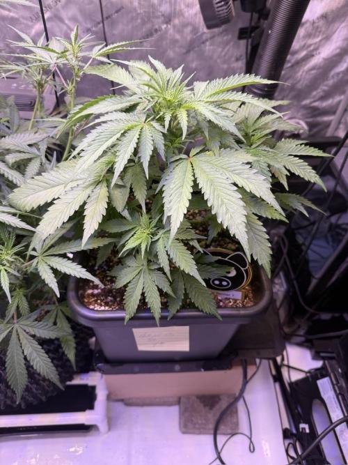 Bruce Banner 3- Autopot v Airpots. Week 5 - BB1-Day 33