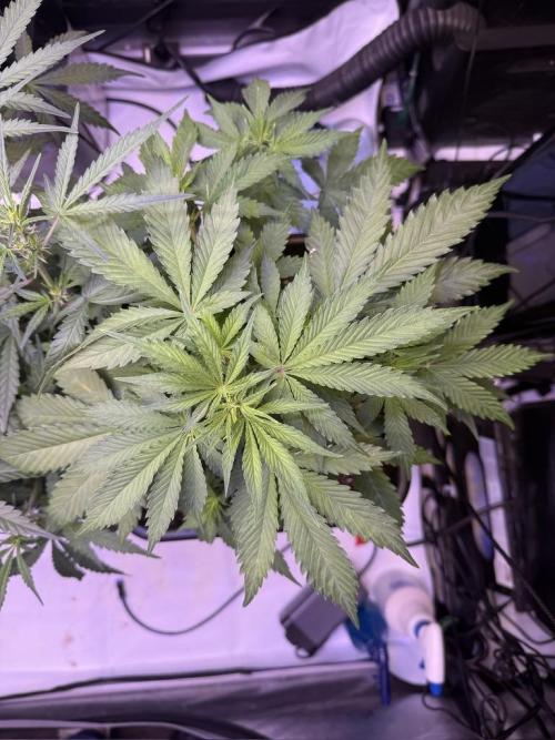 Bruce Banner 3- Autopot v Airpots. Week 5 - BB1-Day 33