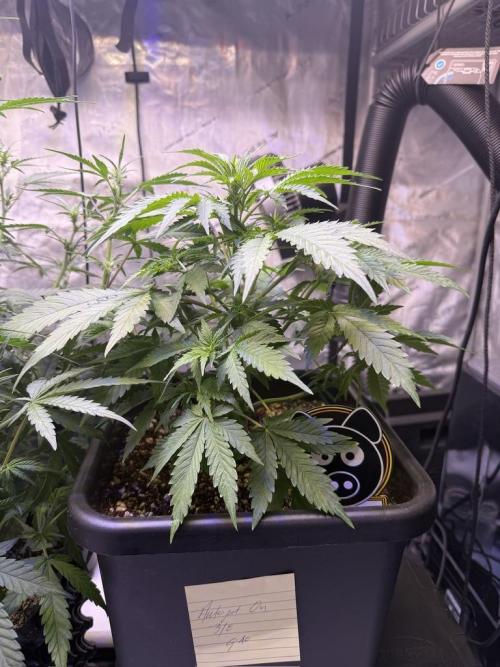Bruce Banner 3- Autopot v Airpots. Week 5 - BB1-Day 33