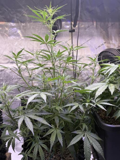 Jack Herer Auto. Week 7 - Day 43