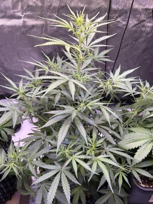 Jack Herer Auto. Week 7 - Day 43