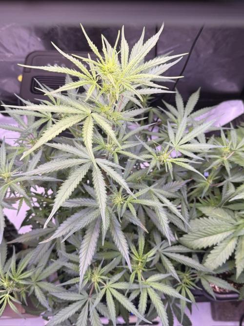 Jack Herer Auto. Week 7 - Day 43