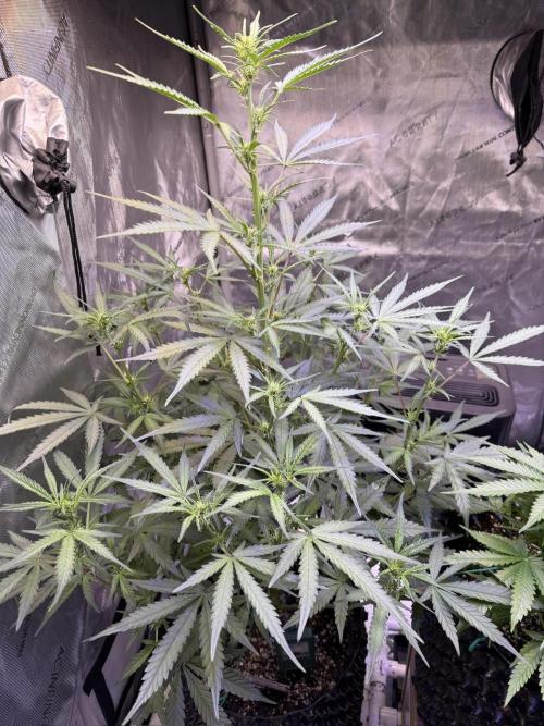 Jack Herer Auto. Week 7 - Day 45