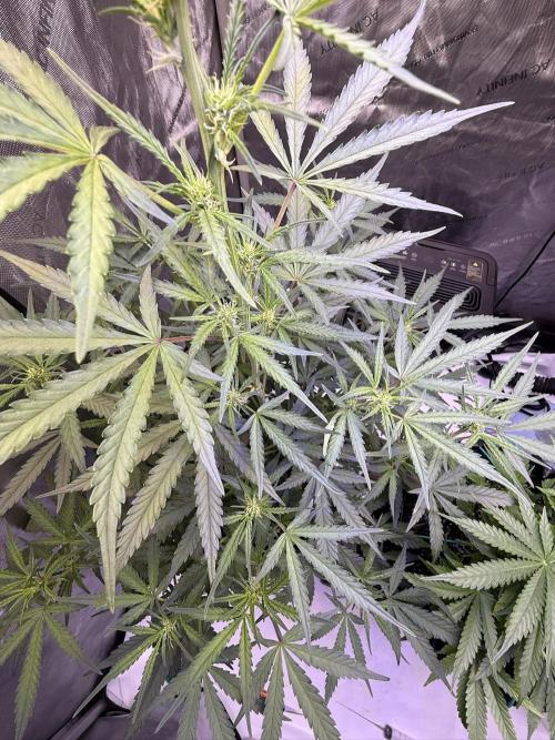 Jack Herer Auto. Week 7 - Day 45
