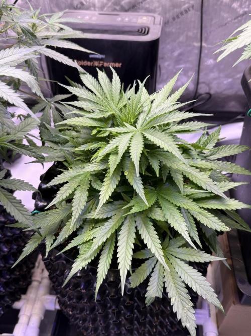 Bruce Banner 3- Autopot v Airpots. Week 5 - BB2-Day 33