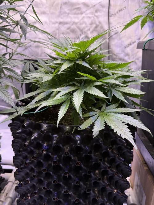 Bruce Banner 3- Autopot v Airpots. Week 5 - BB2-Day 33